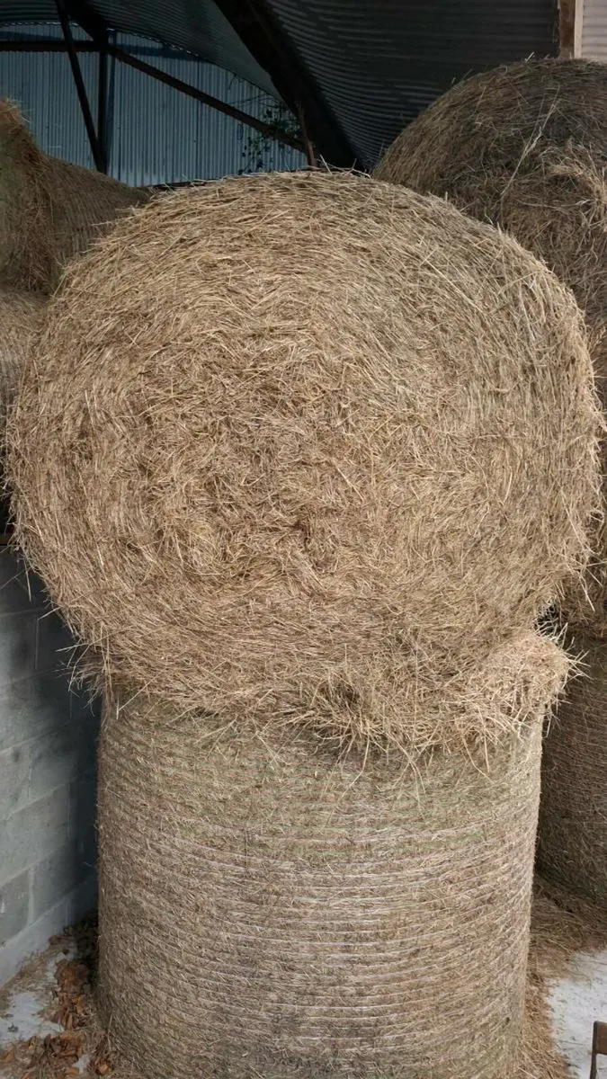 Hay