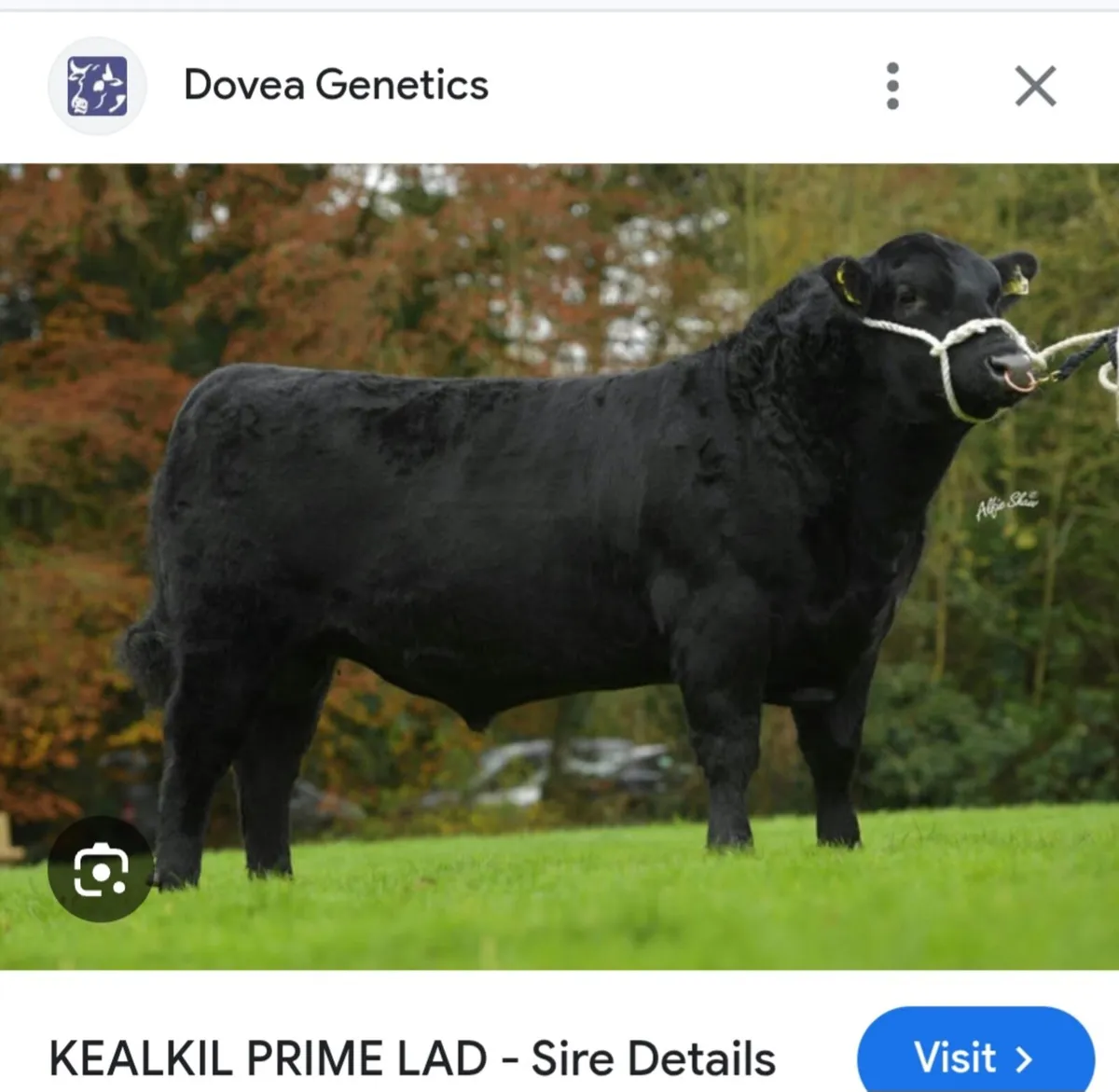 Angus Bulls - Image 1