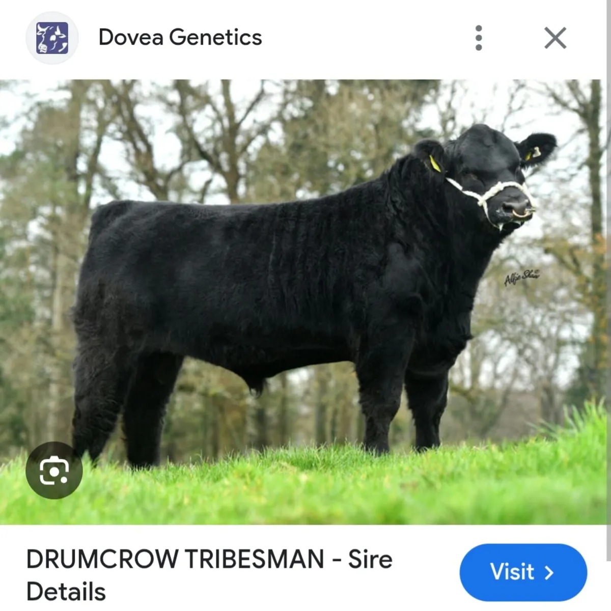 Angus Bulls - Image 3