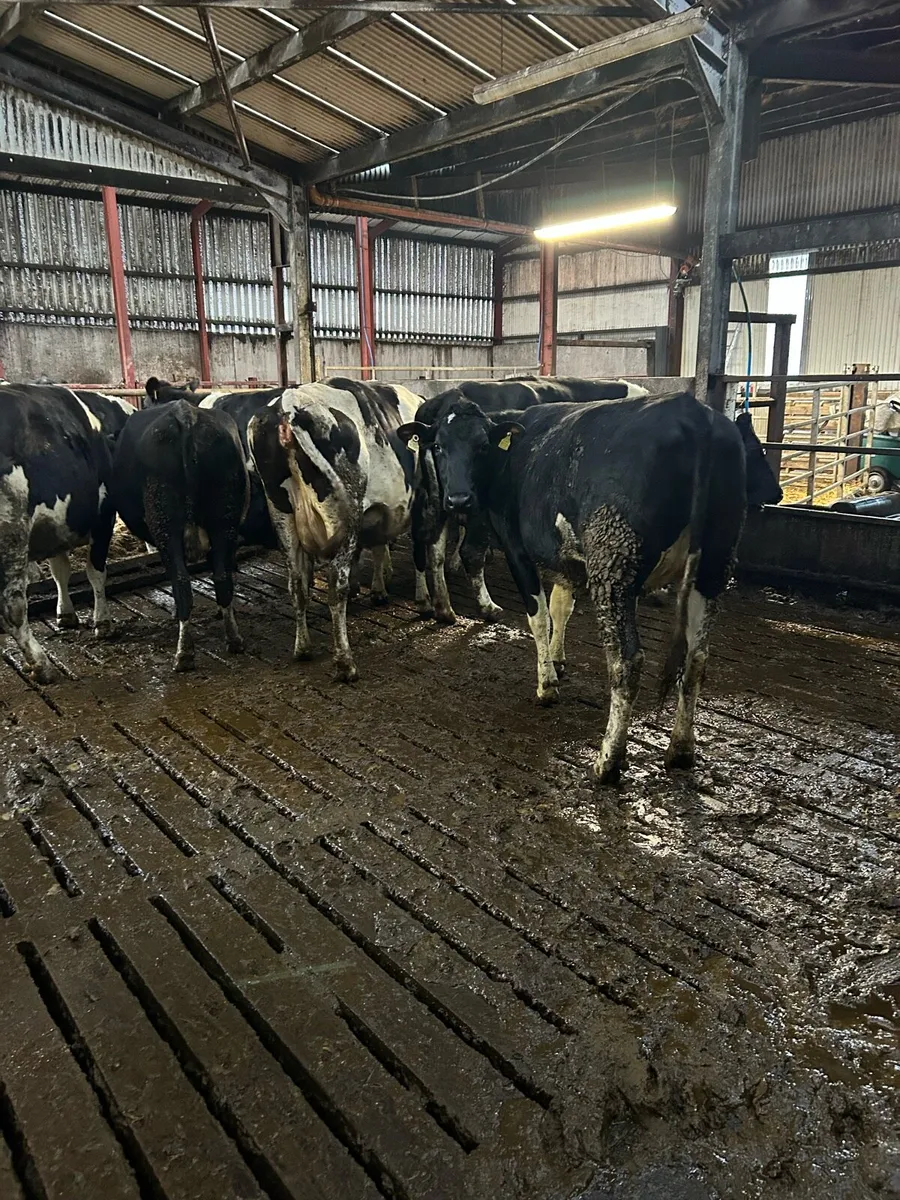 Ballybay Mart Dairy Sale 11th of February - Image 1