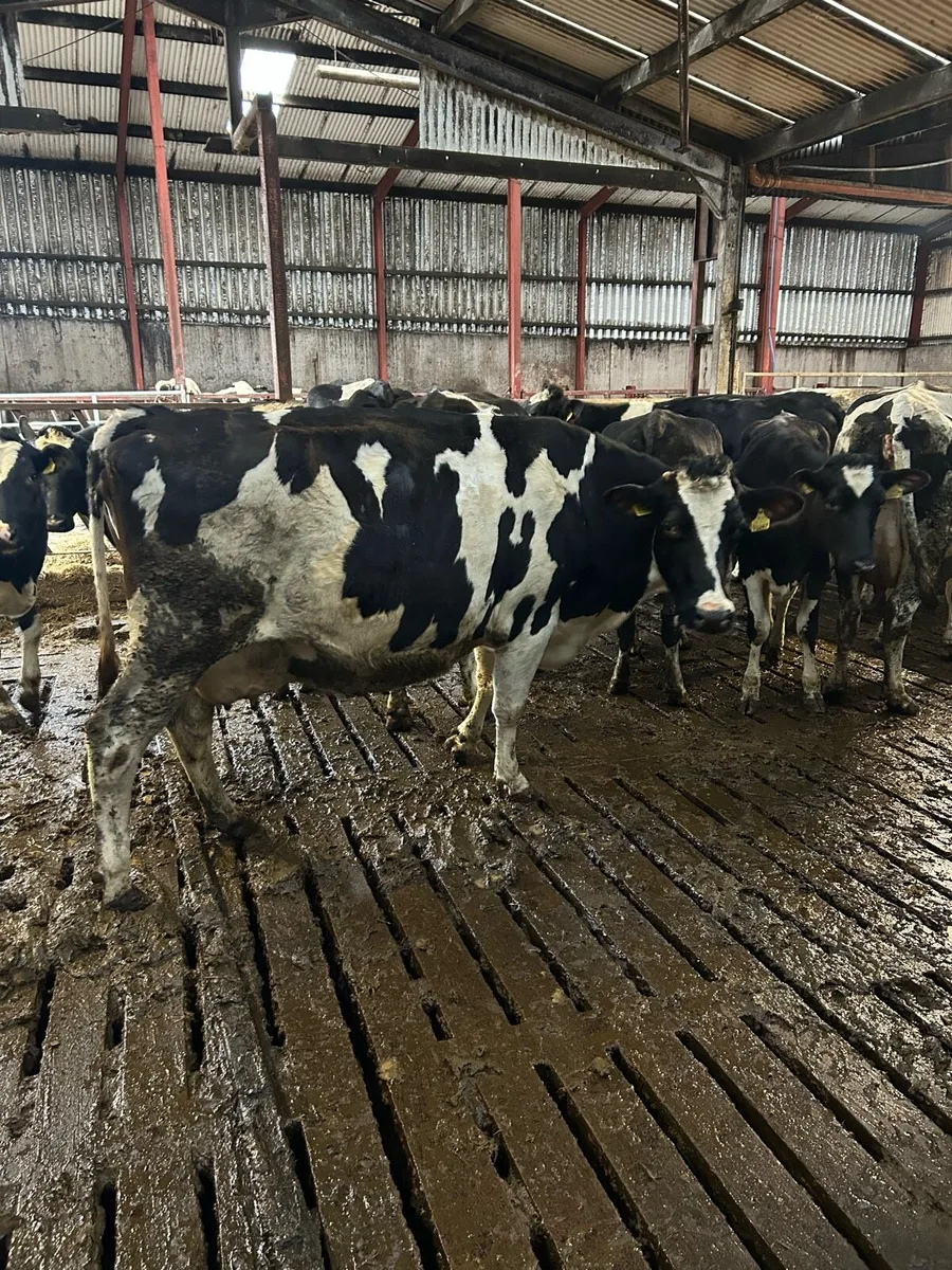 Ballybay Mart Dairy Sale 11th of February - Image 3