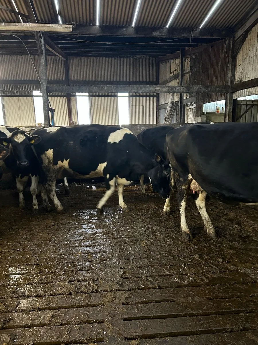 Ballybay Mart Dairy Sale 11th of February - Image 4