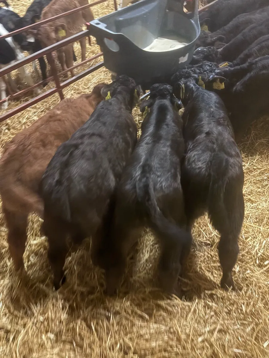 Limousine and Aubrac calves for sale - Image 1