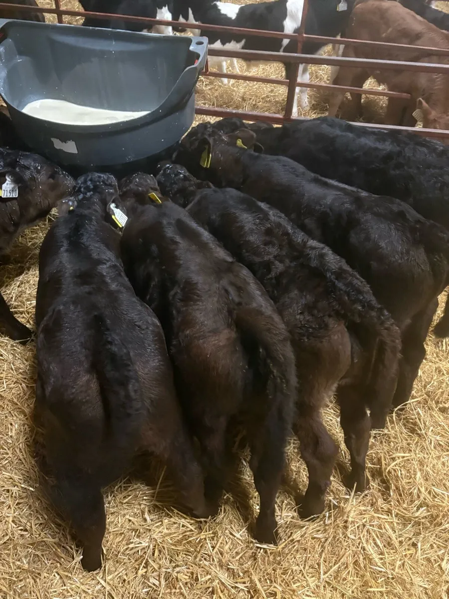 Limousine and Aubrac calves for sale - Image 2