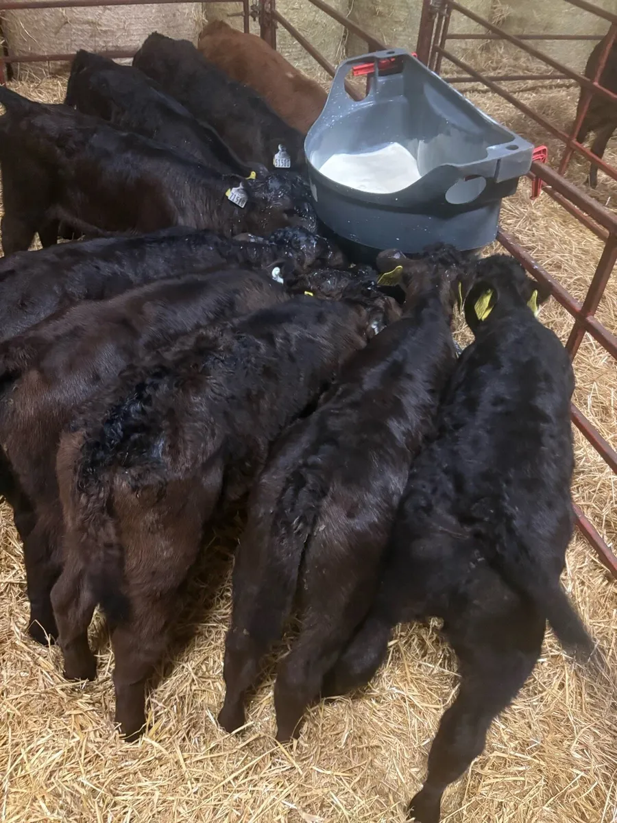 Limousine and Aubrac calves for sale - Image 3