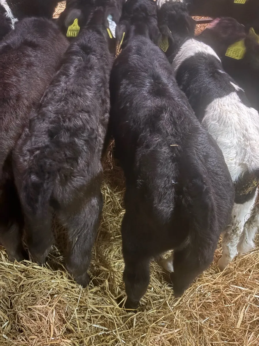 Limousine and Aubrac calves for sale - Image 4