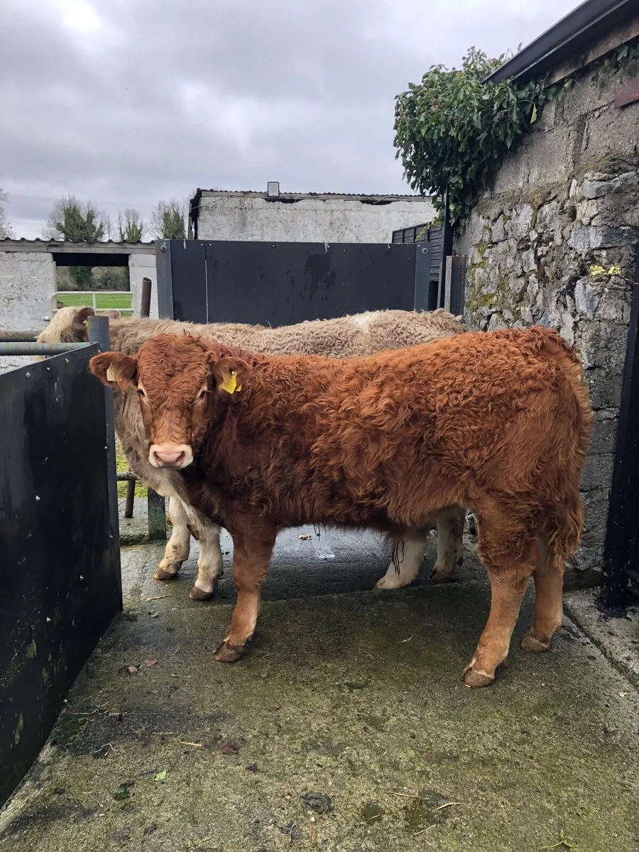 Limousin Bull available @ Tullamore Mart - Image 1