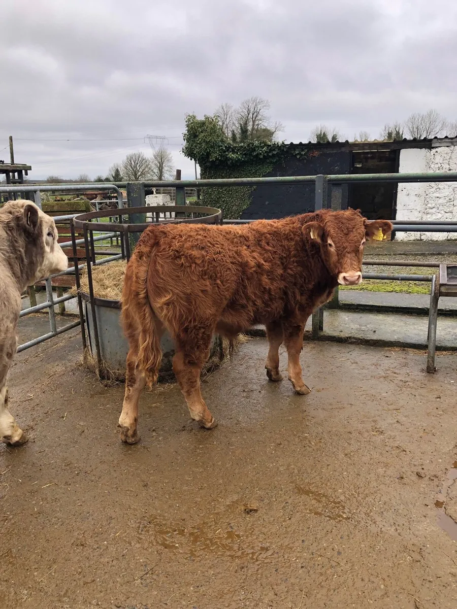 Limousin Bull available @ Tullamore Mart - Image 2