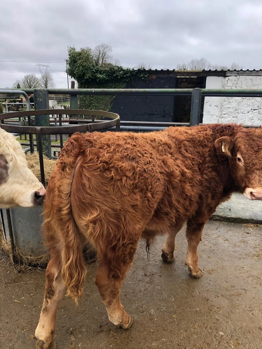Limousin Bull available @ Tullamore Mart - Image 3