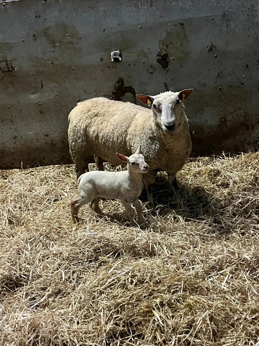 😍Pedigree charlaois outfit 😍 - Image 1