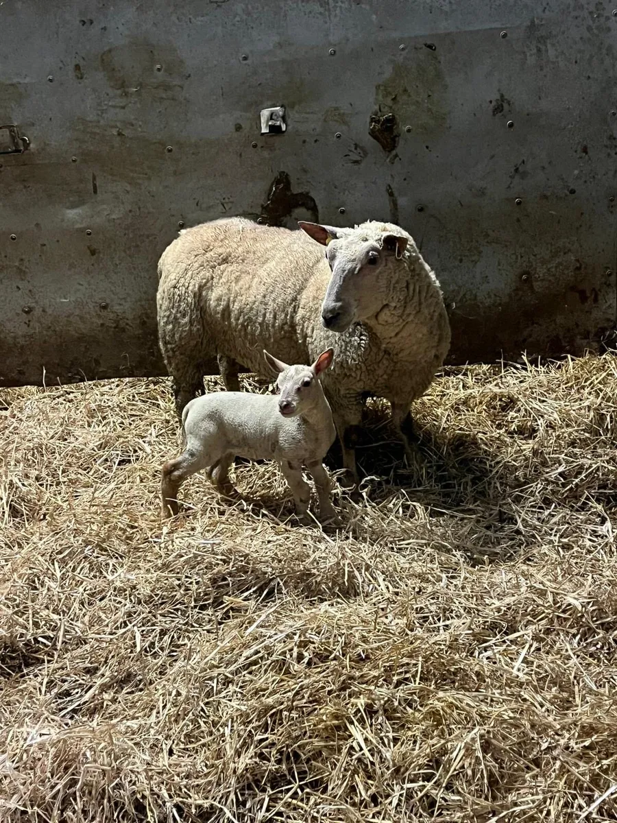 😍Pedigree charlaois outfit 😍 - Image 2