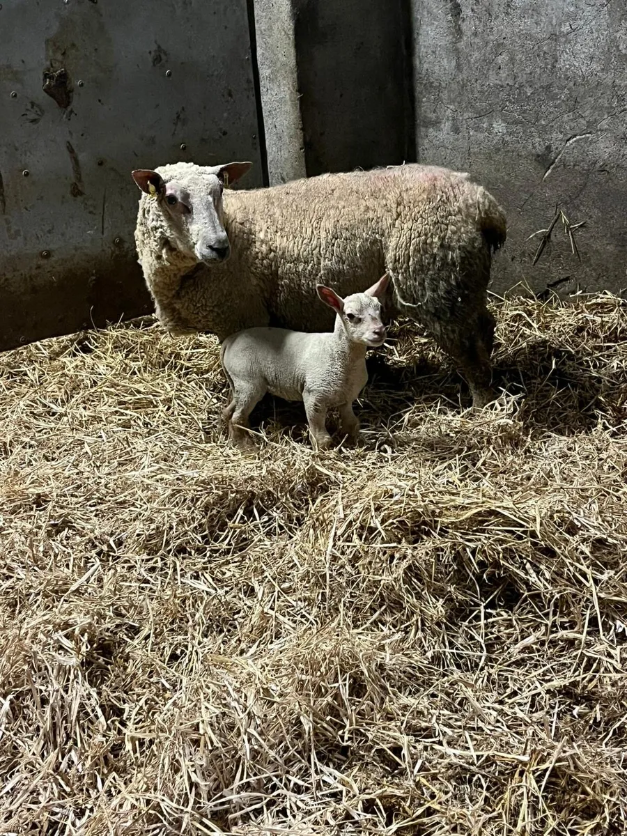 😍Pedigree charlaois outfit 😍 - Image 3