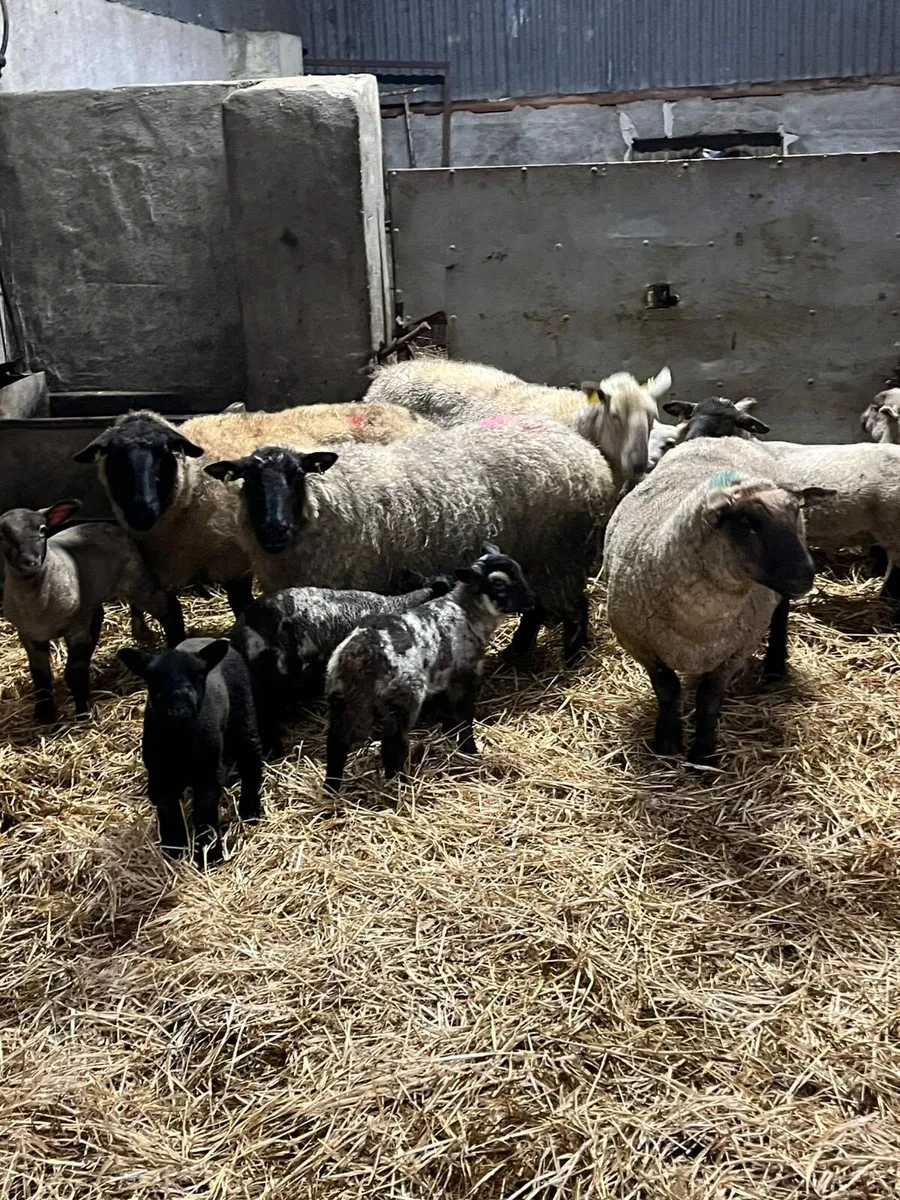 ⚡️Smashing outfits ⚡️ - Image 1