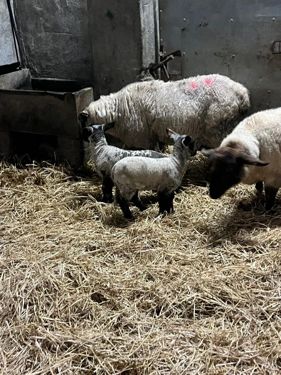 ⚡️Smashing outfits ⚡️ - Image 2