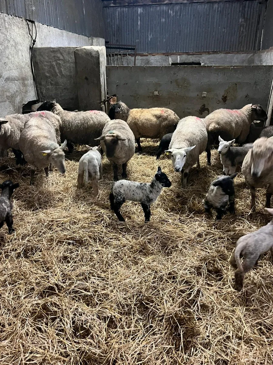 ⚡️Smashing outfits ⚡️ - Image 3