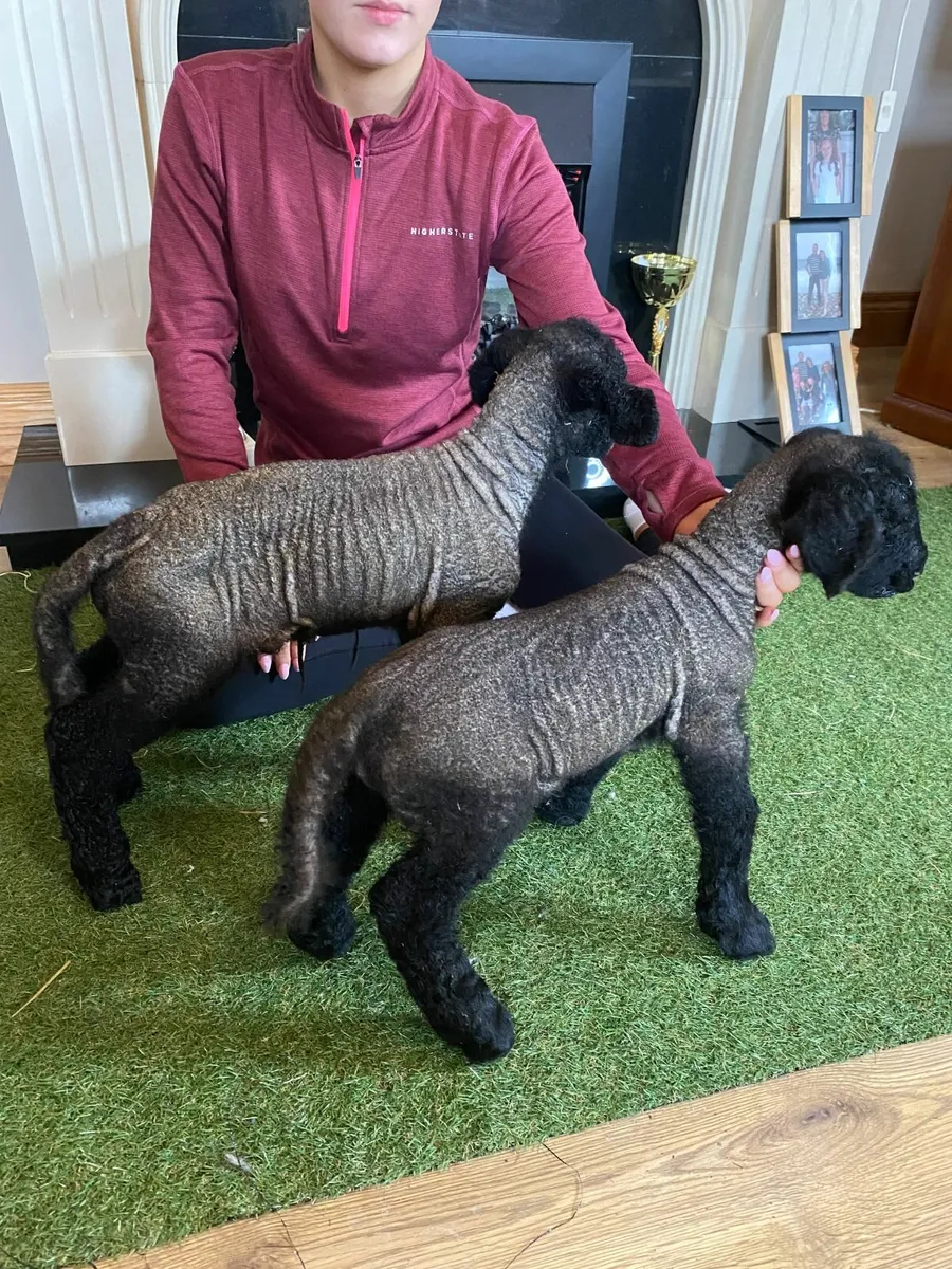 TWO PEDIGREE SUFFOLK PET FOSTER RAM LAMBS - Image 2