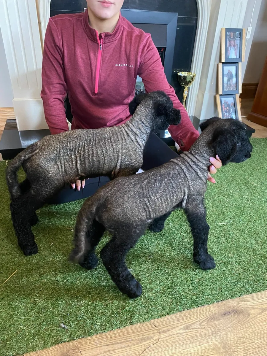TWO PEDIGREE SUFFOLK PET FOSTER RAM LAMBS - Image 3