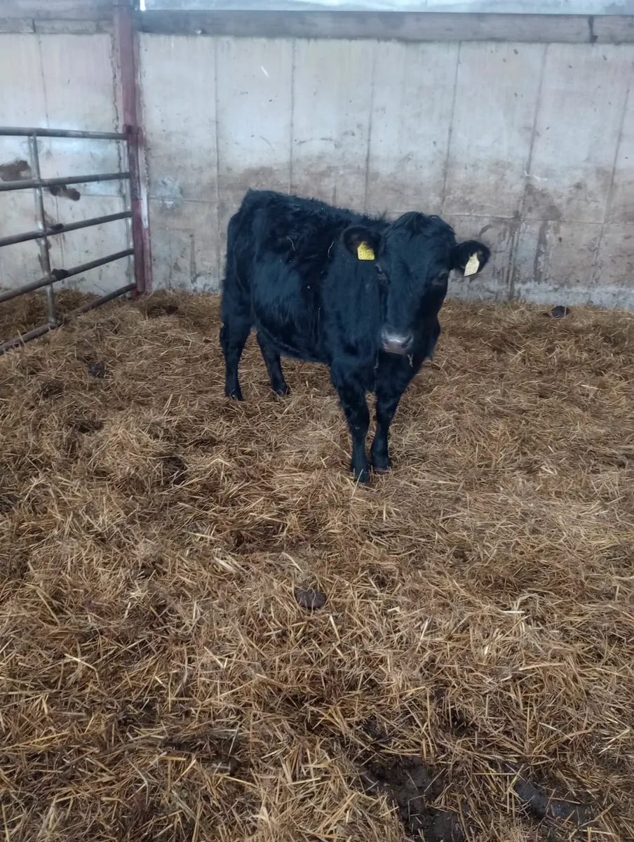 Organic Pedigree heifer 300kg  5 🌟 🌟 🌟 🌟 🌟 - Image 1