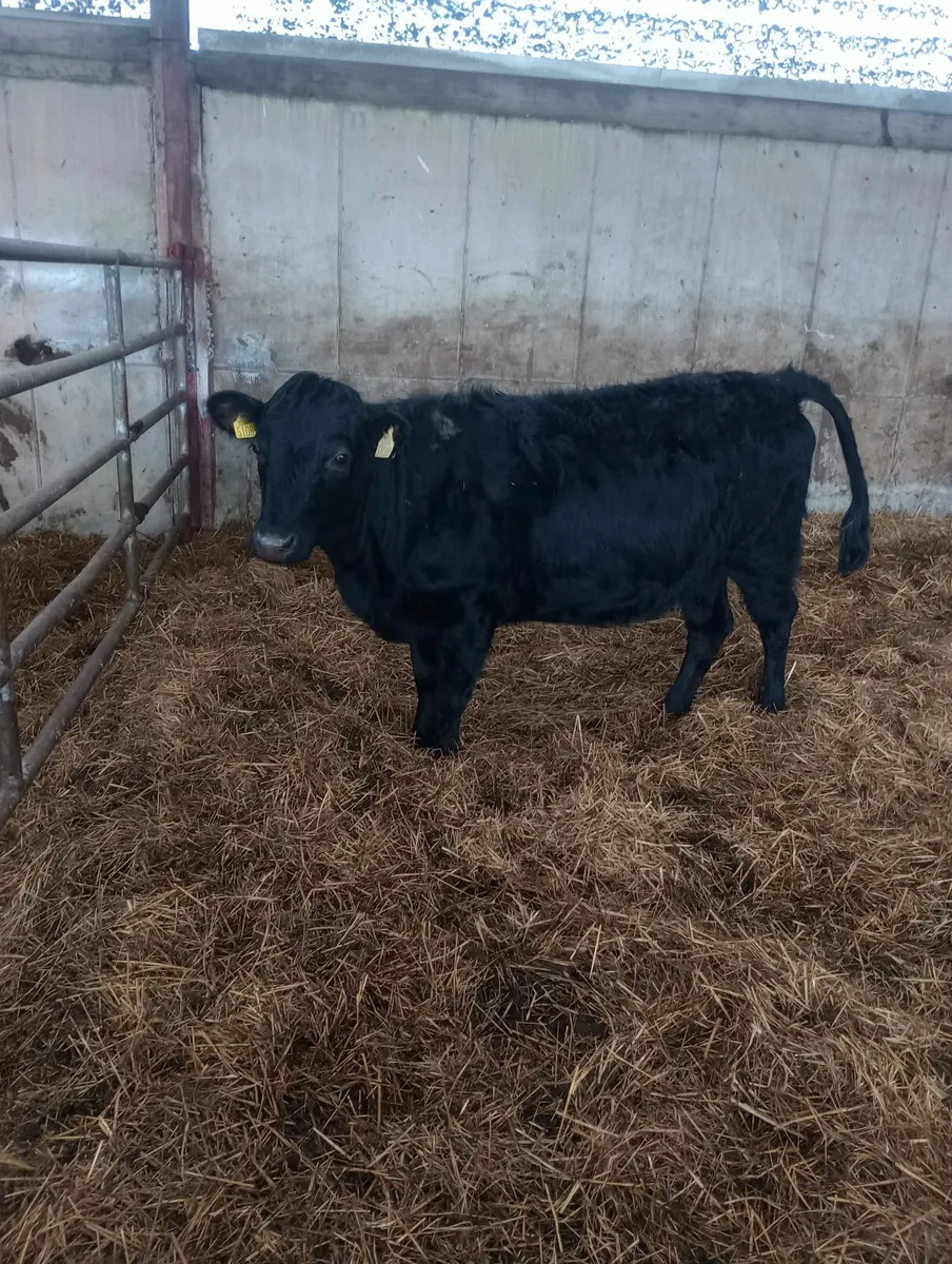 Organic Pedigree heifer 300kg  5 🌟 🌟 🌟 🌟 🌟 - Image 2