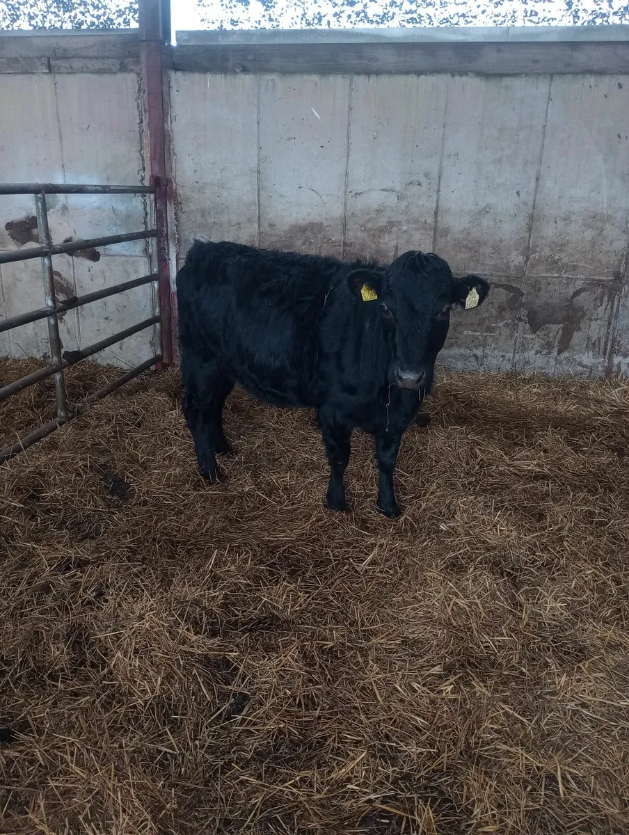 Organic Pedigree heifer 300kg  5 🌟 🌟 🌟 🌟 🌟 - Image 3