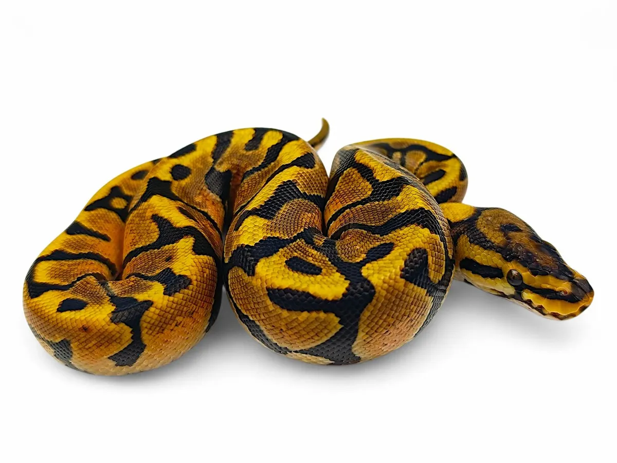 Royal Python