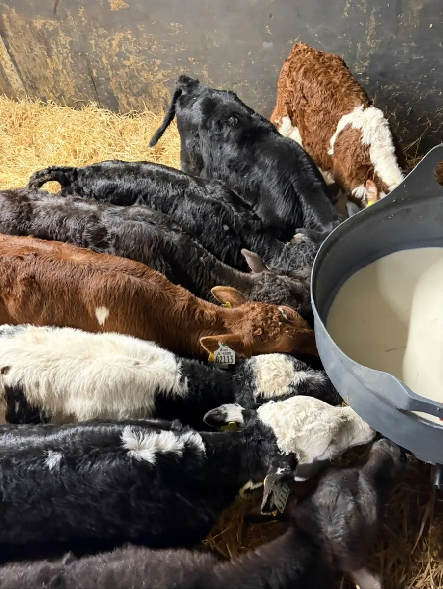 8 top quality 6 week old calves for sale - Image 1