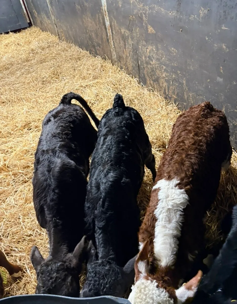 8 top quality 6 week old calves for sale - Image 2