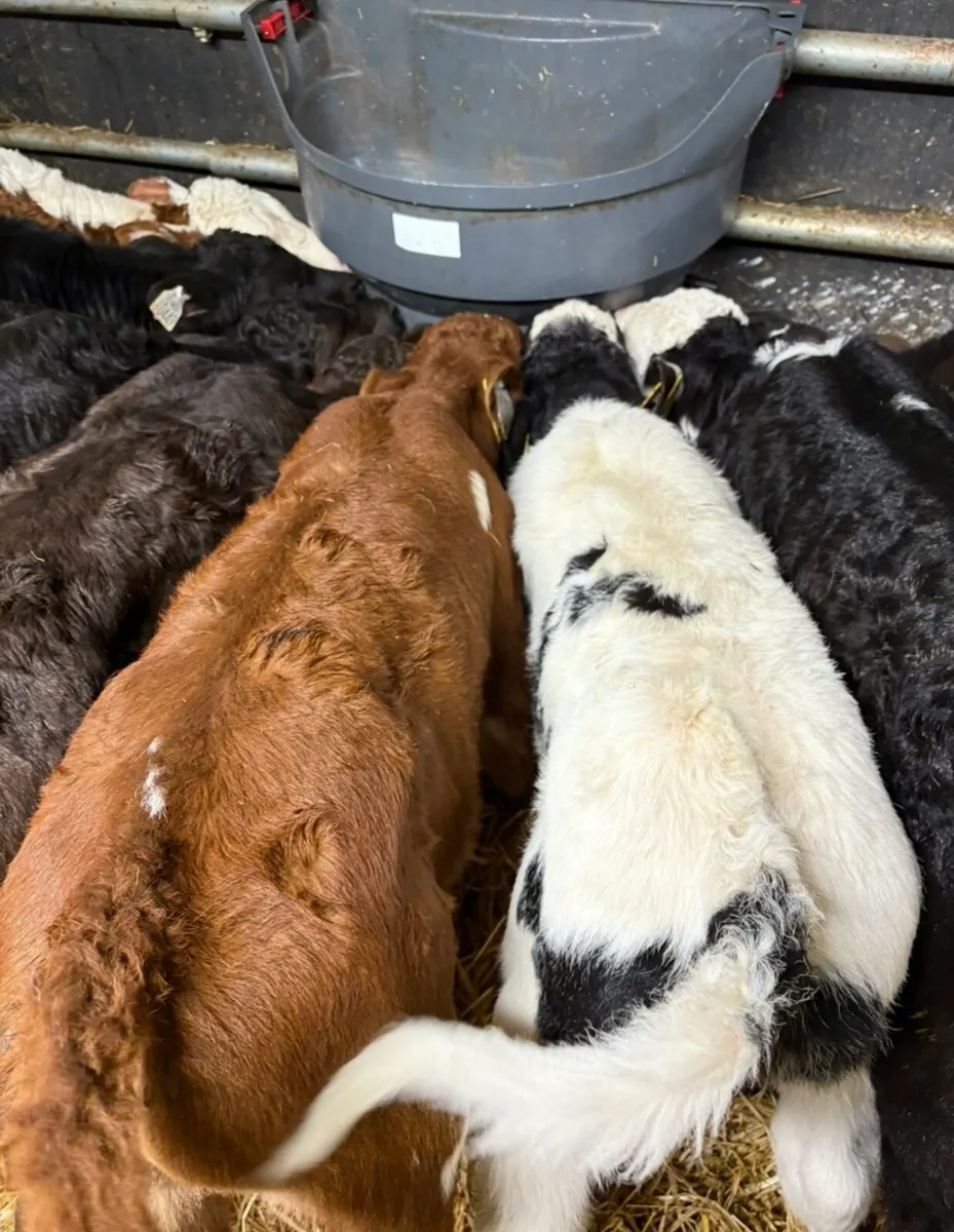 8 top quality 6 week old calves for sale - Image 3