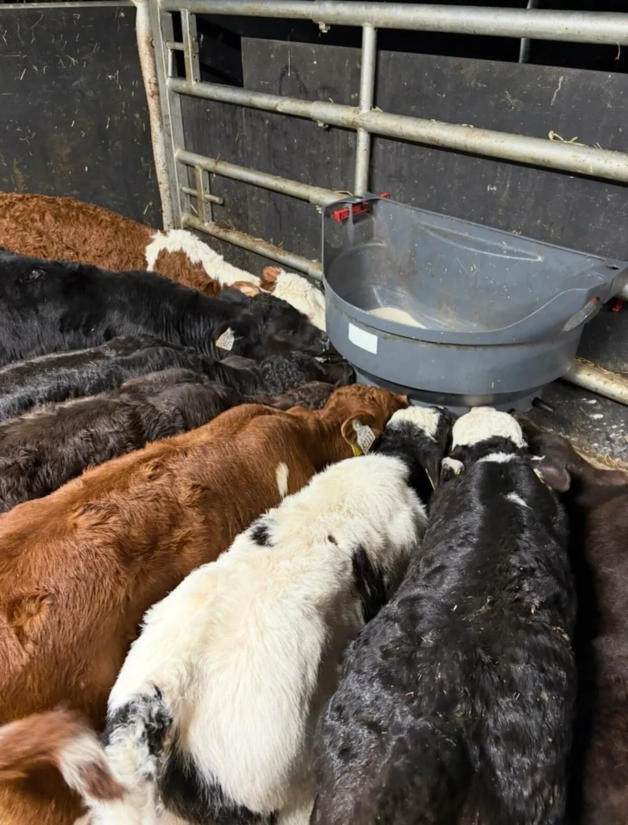 8 top quality 6 week old calves for sale - Image 4