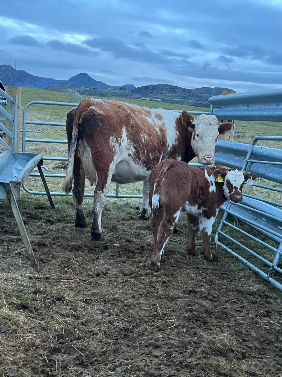 5⭐️ cow with calf for Milford mart - Image 1