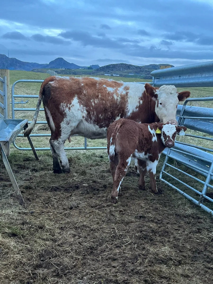 5⭐️ cow with calf for Milford mart - Image 2