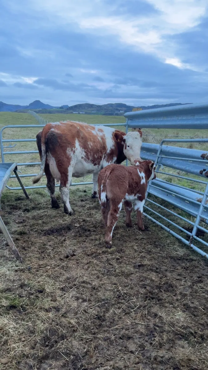 5⭐️ cow with calf for Milford mart - Image 3