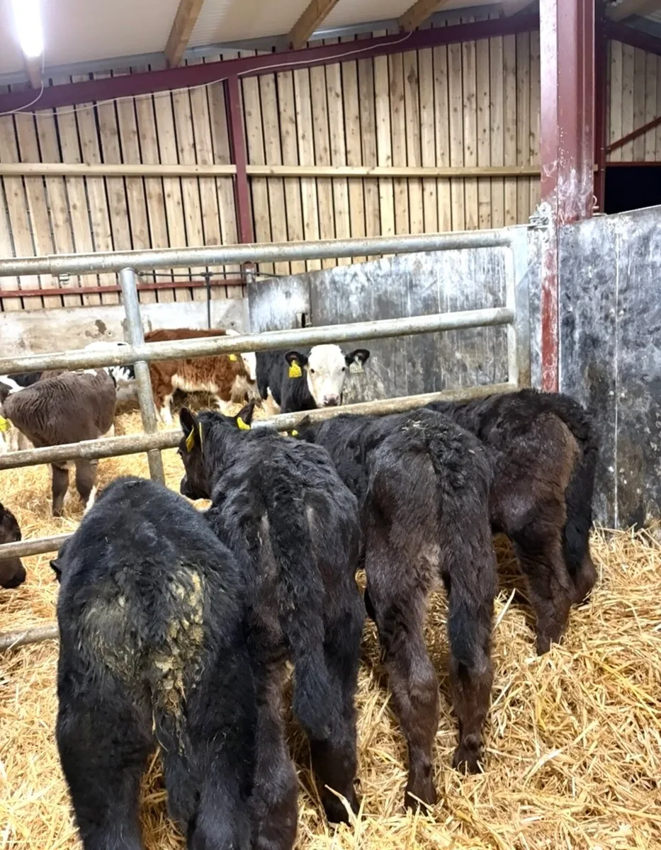 5 super 4 week old Angus calves - Image 3