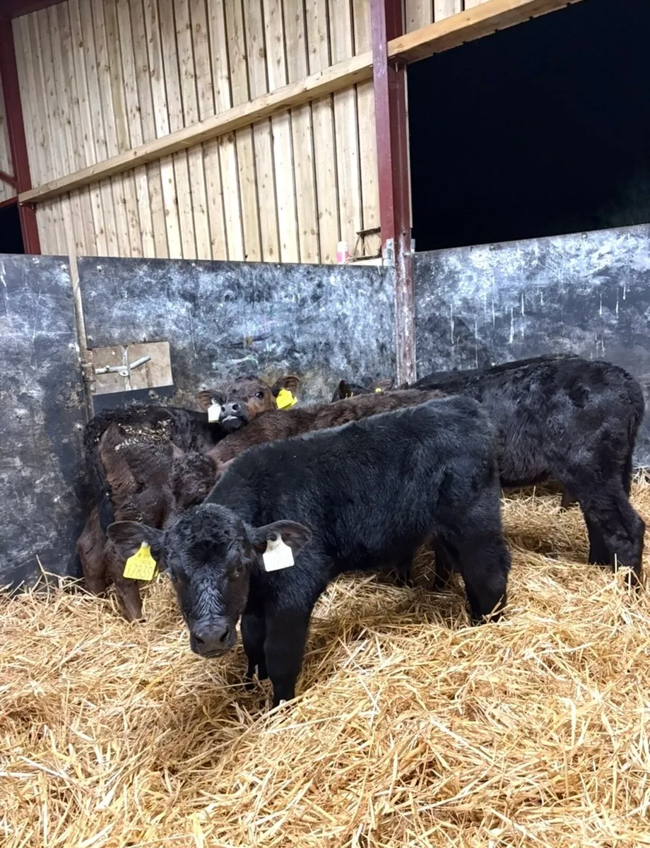 5 super 4 week old Angus calves - Image 2