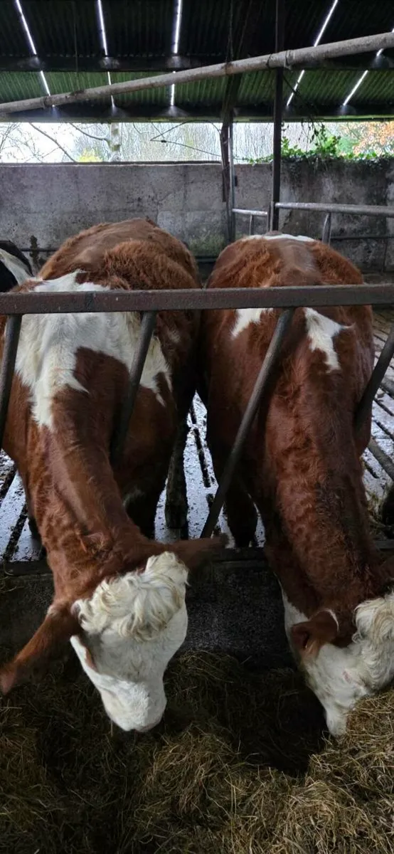 Incalf heifers - Image 1
