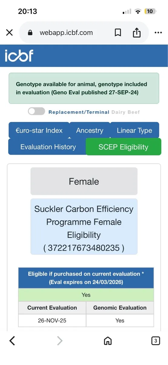 5⭐️ cow with calf for Milford mart - Image 4