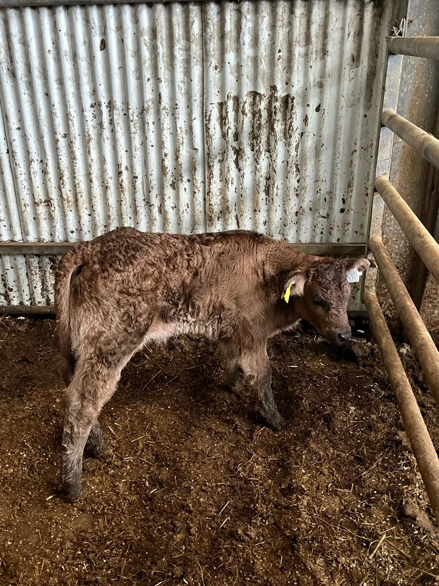 Limousin Bull Calf - Image 2