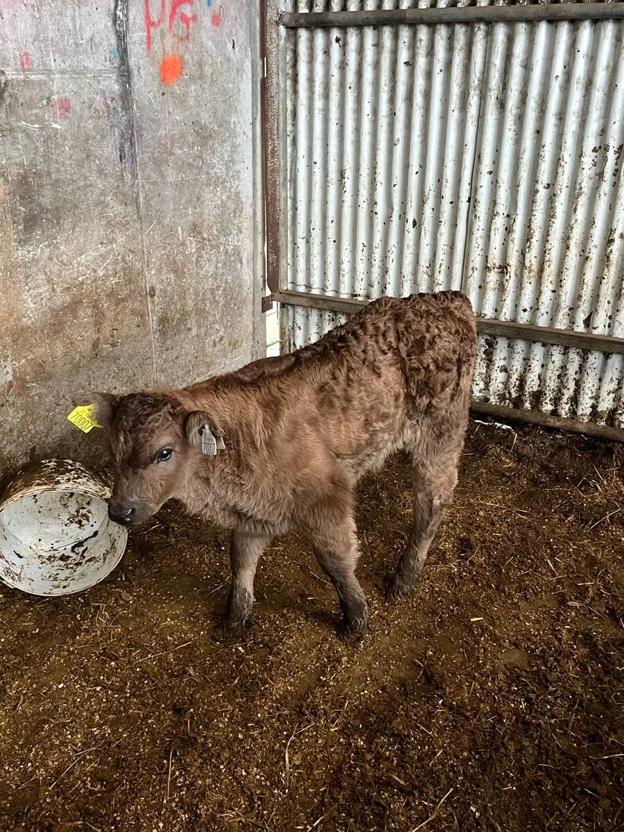 Limousin Bull Calf - Image 3