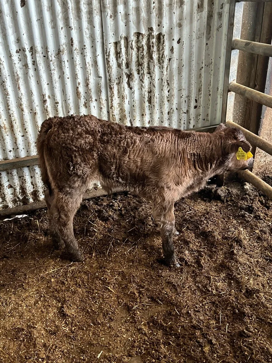 Limousin Bull Calf - Image 4