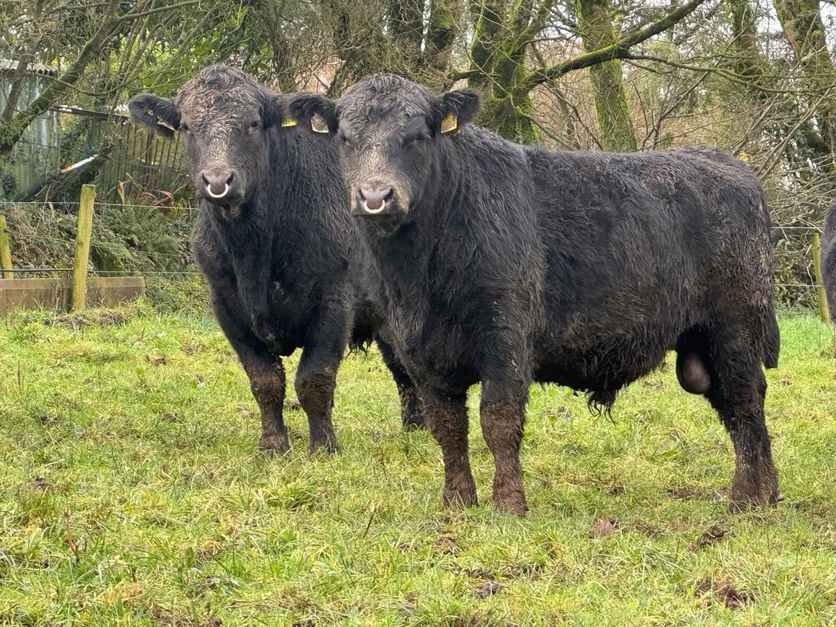 Out-Wintered Pedigree Angus bulls - Image 2