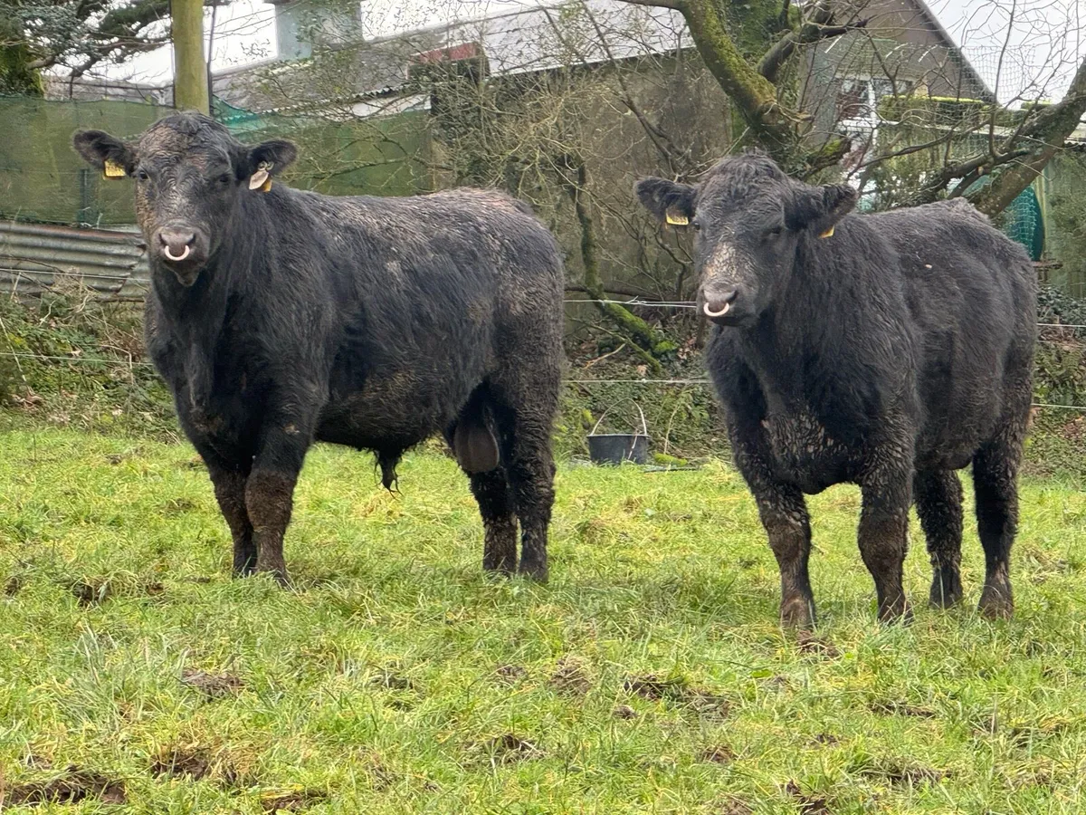 Out-Wintered Pedigree Angus bulls - Image 3