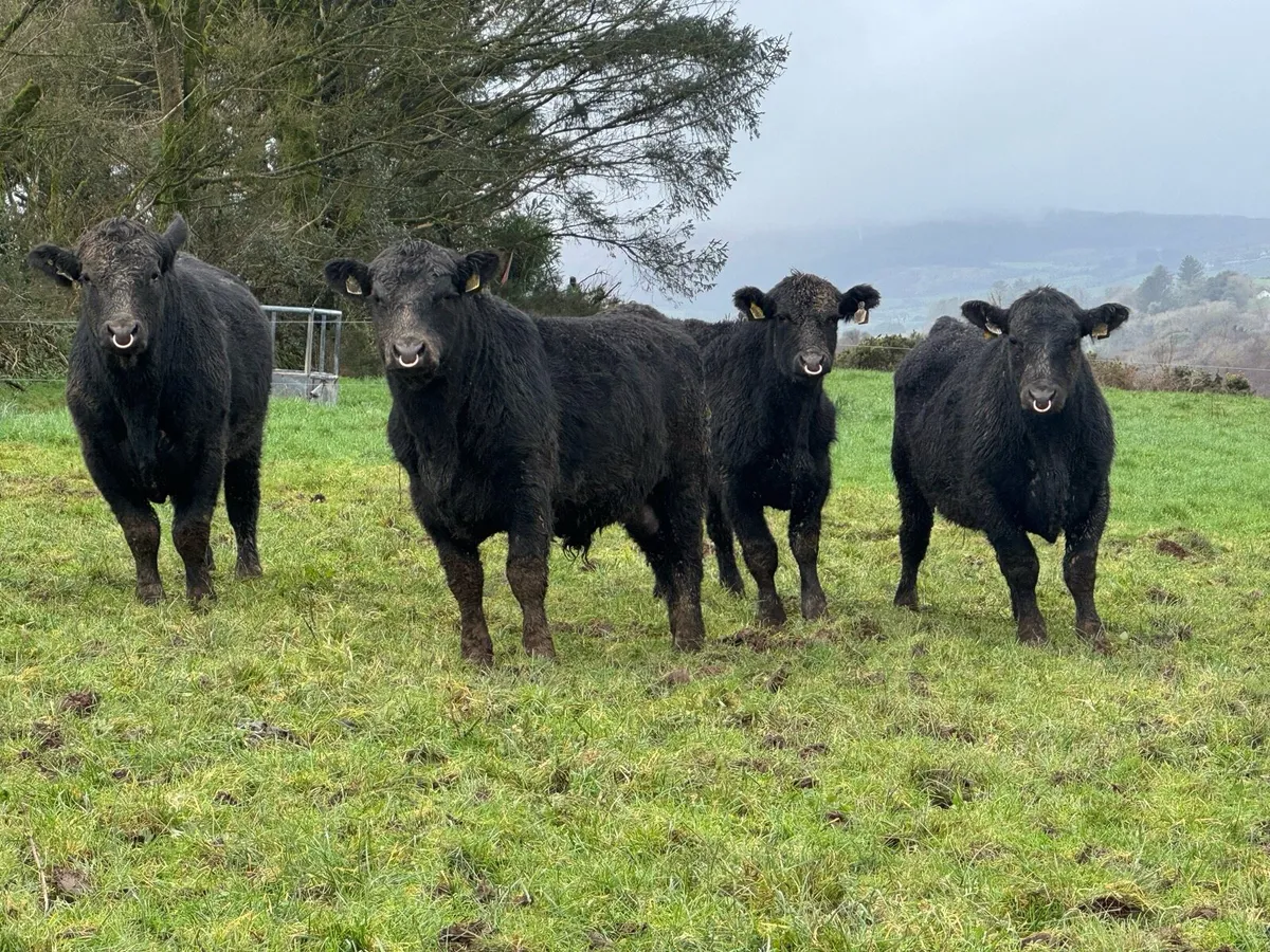 Out-Wintered Pedigree Angus bulls - Image 4