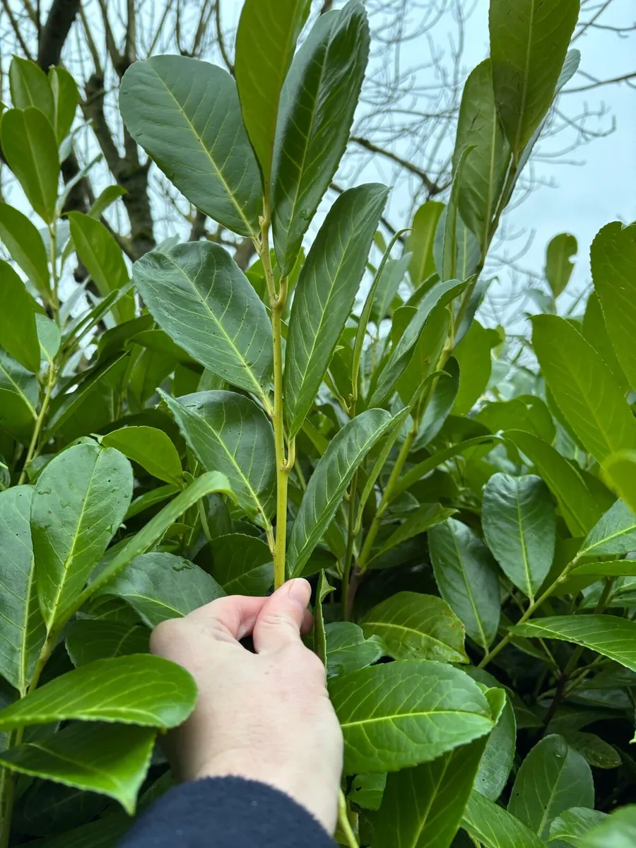 Laurel hedging - Image 2
