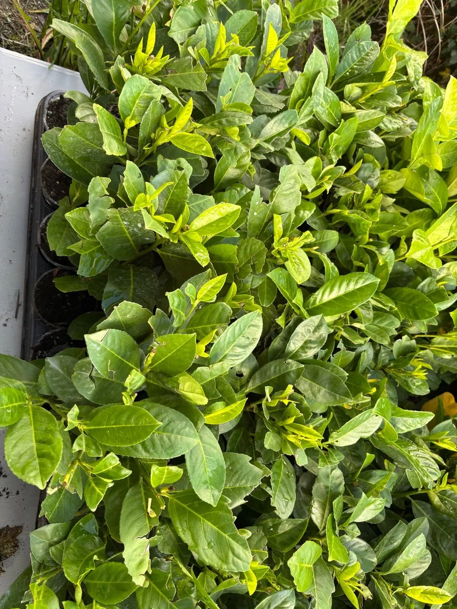 Laurel hedging - Image 4