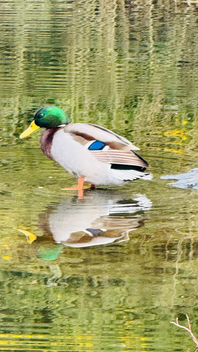 Zen stone Zen grit Zen Garden Zen Pebbles Zen sand - Image 1