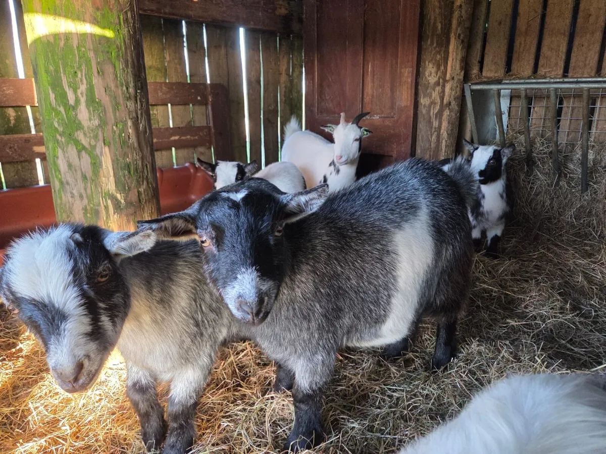 Pedigree minture goats - Image 2