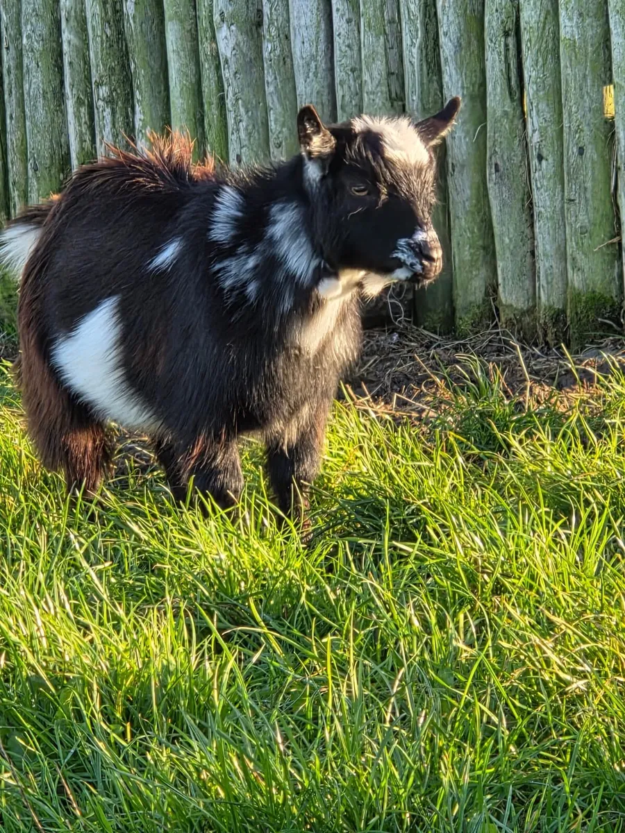 Pedigree minture goats - Image 1