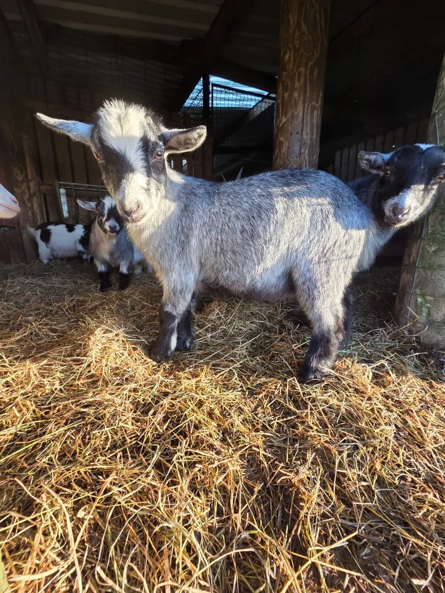 Pedigree minture goats - Image 4