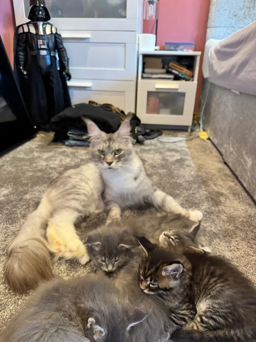 Maine Coon kittens - Image 4