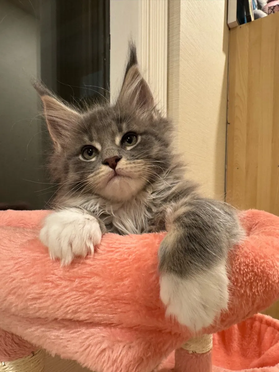 Maine Coon kittens - Image 1